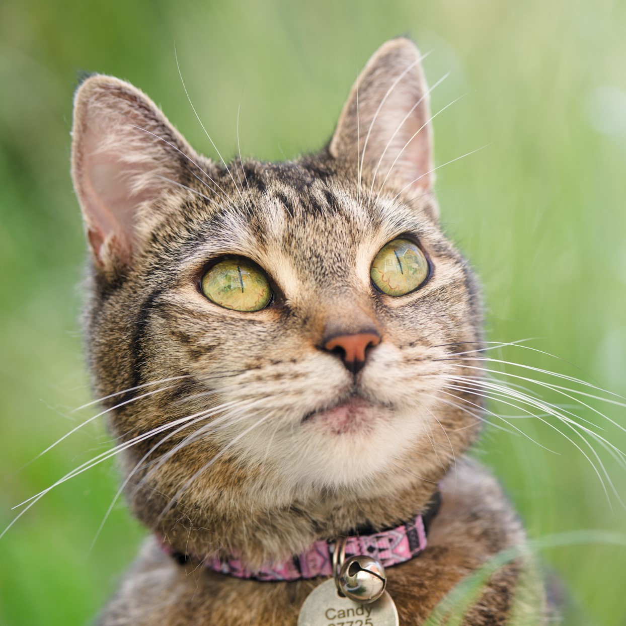 Aztec Tribal Cat Collar Pink